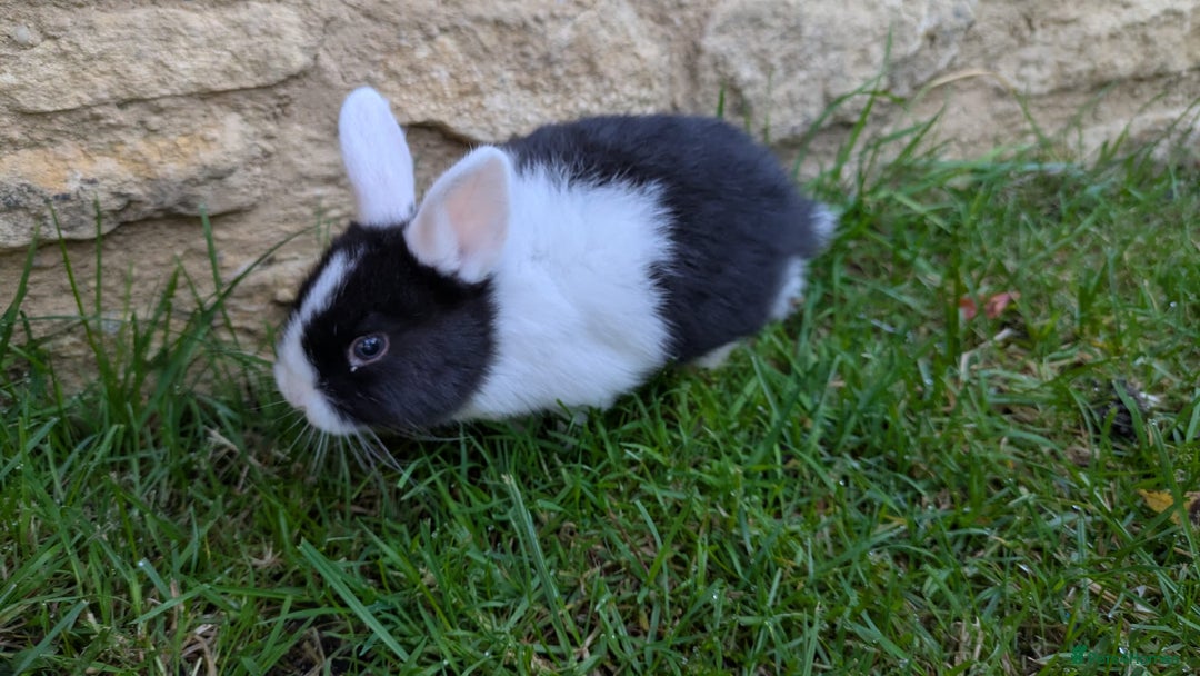 Mixed Breed rabbits for sale: Beautiful dwarf cross bunnies - Advert 2