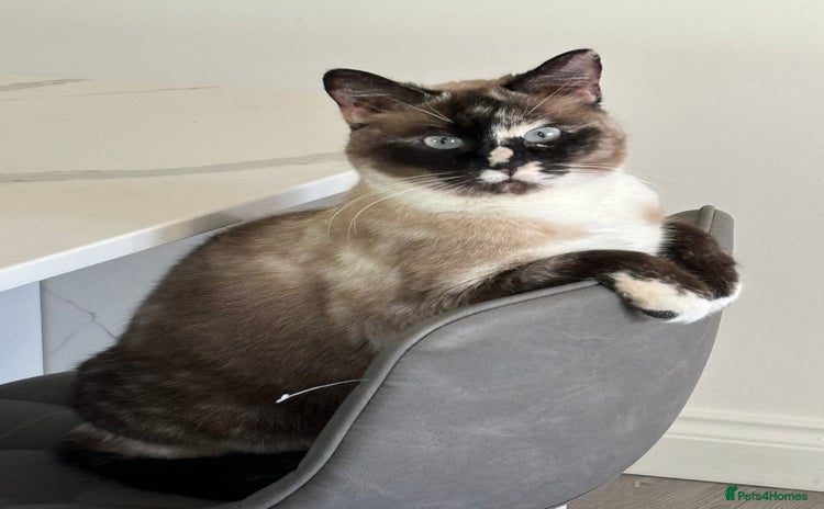 Mixed Breed cats for sale - Advert 2