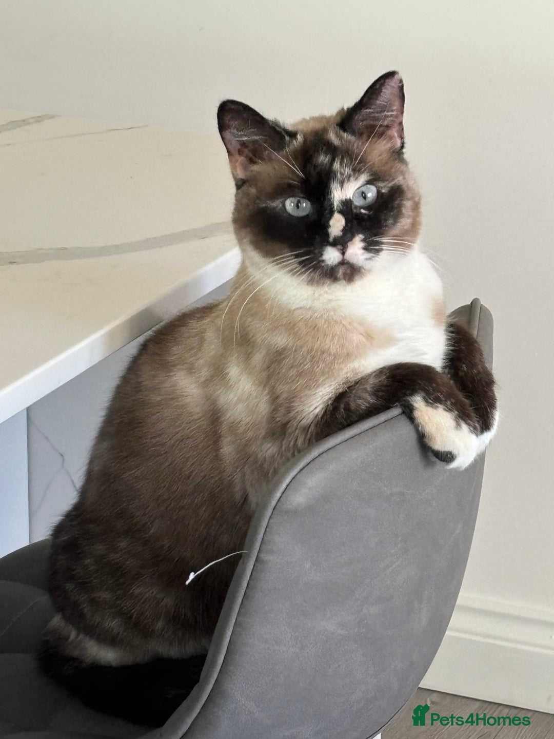 Mixed Breed cats for sale: Ragdoll cross Simeese cat - Image 1