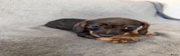 Miniature Dachshund dogs for sale: Beautiful wire miniature dachshund puppies 4 sale - Advert 7