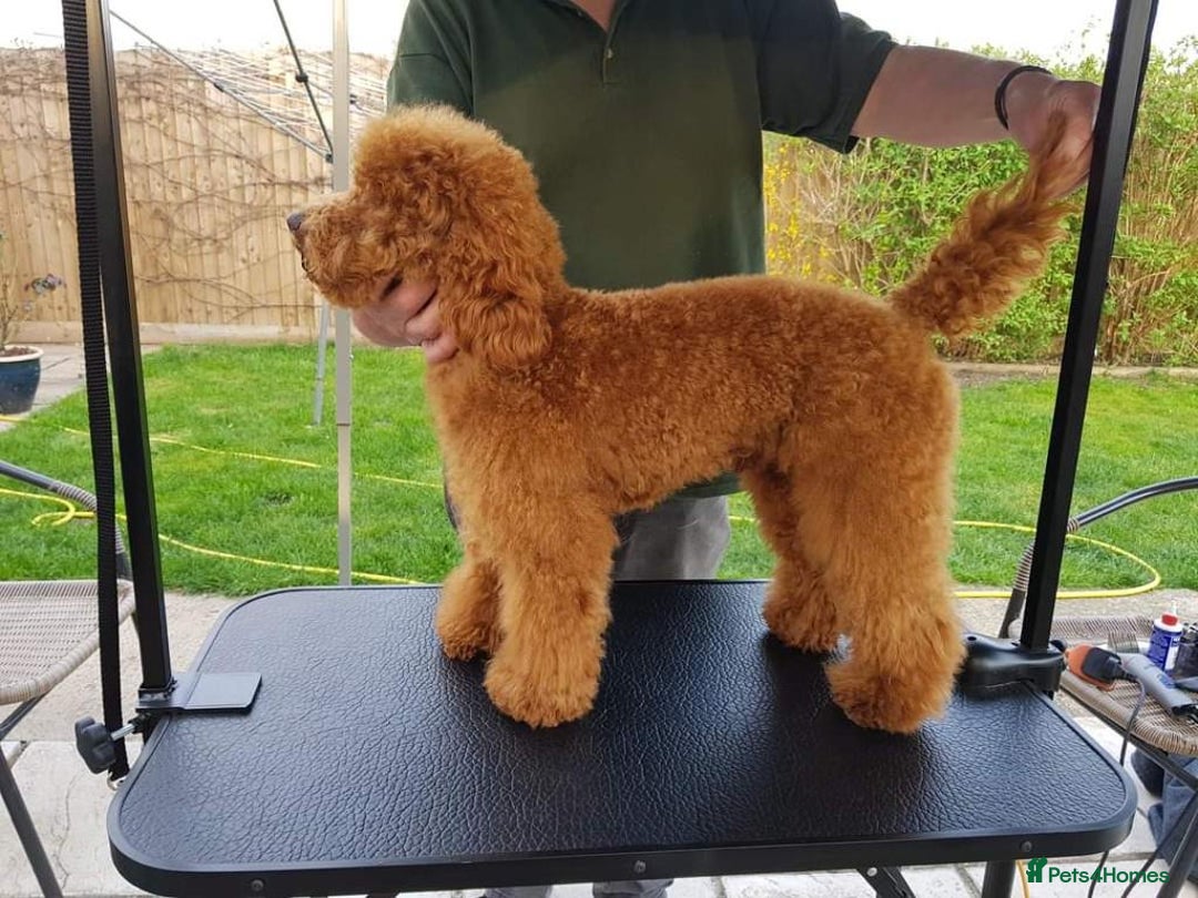 Cavapoochon dogs for sale: 5* Gorgeous F1b Cavapoochons - Image 24