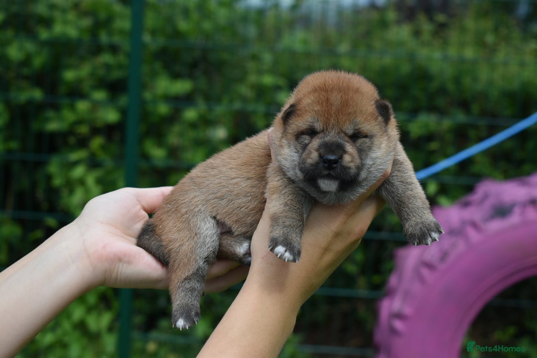 Japanese Shiba Inu dogs for sale: Beautiful Japanese Shiba Inu Puppies - Image 34