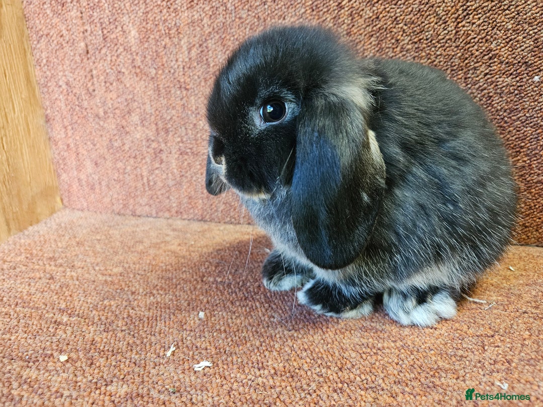 Mini Lop rabbits for sale: Pure mini lop Kits show lines . Vaccinated  - Image 3