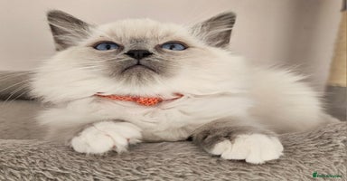 Ragdoll cats - Advert 4