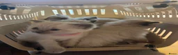 Ragdoll cats for sale: Gorgeous Ragdoll kittens  in Clacton-on-Sea - Advert 14