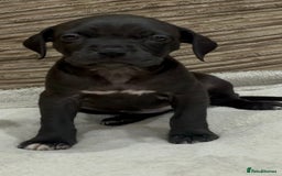 Cane Corso dogs for sale: Cane Corso Puppies for Sale - Image 8