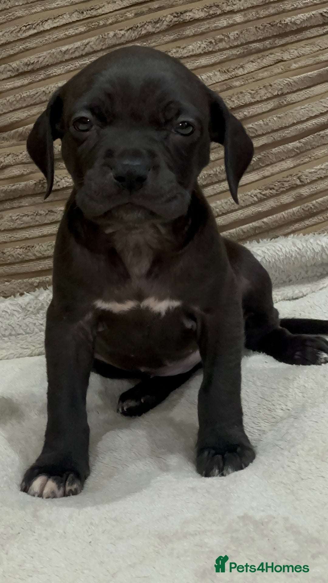 Cane Corso dogs for sale: Cane Corso Puppies for Sale - Image 8