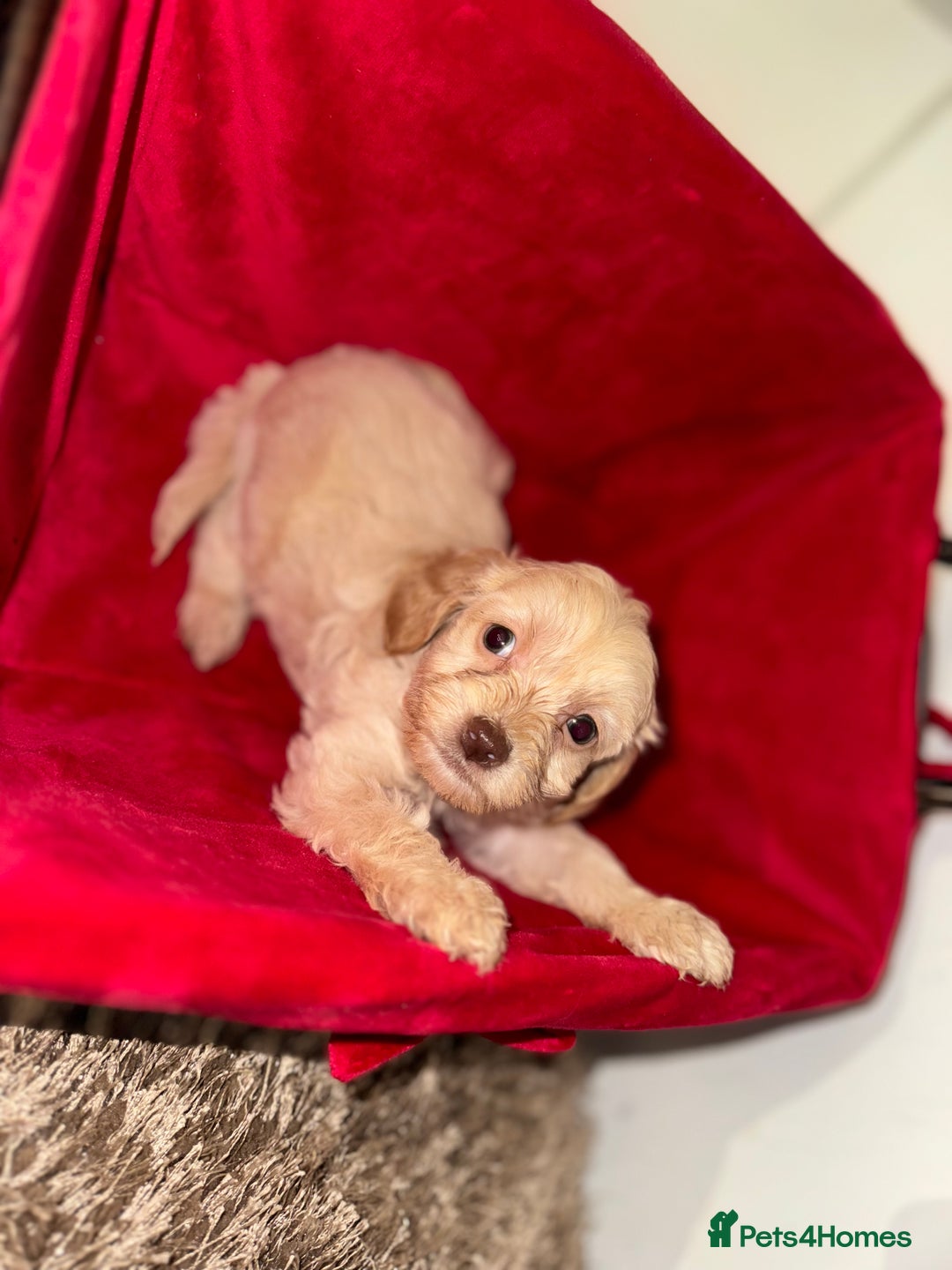 Cockapoo dogs for sale: F1B COCKAPOO PUPPIES FOR SALE - Advert 7