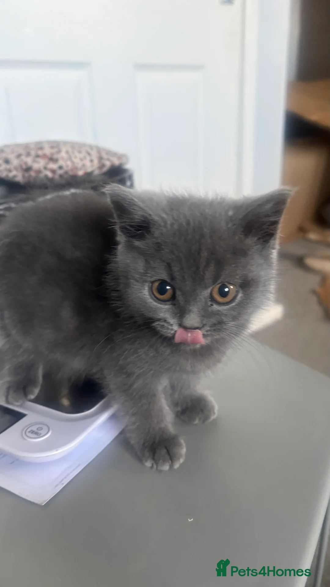 British Shorthair cats for sale: GCCF Registered 5 Generation British Shorthair - Advert 21