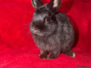 Netherland Dwarf rabbits Netherland Dwarf - Advert 22