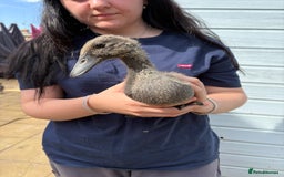 Ducks poultry for sale: Runner ducklings unsexed  - Image 7