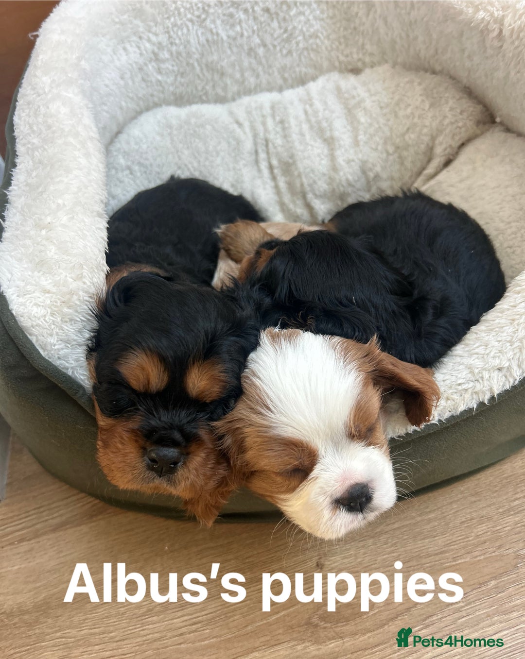 Cavalier King Charles Spaniel dogs for stud: KC Reg Health Tested Proven Cavalier King Charles in Salisbury - Advert 18