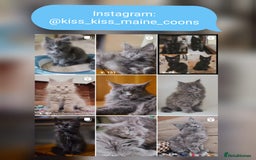 Maine Coon cats for sale: Maine coon kittens champion line DNA health tested - Advert 9