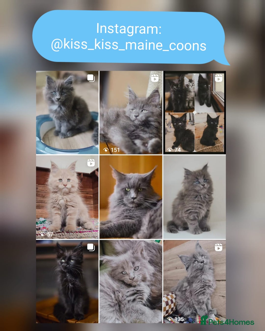 Maine Coon cats for sale: Maine coon kittens champion line DNA health tested - Advert 9