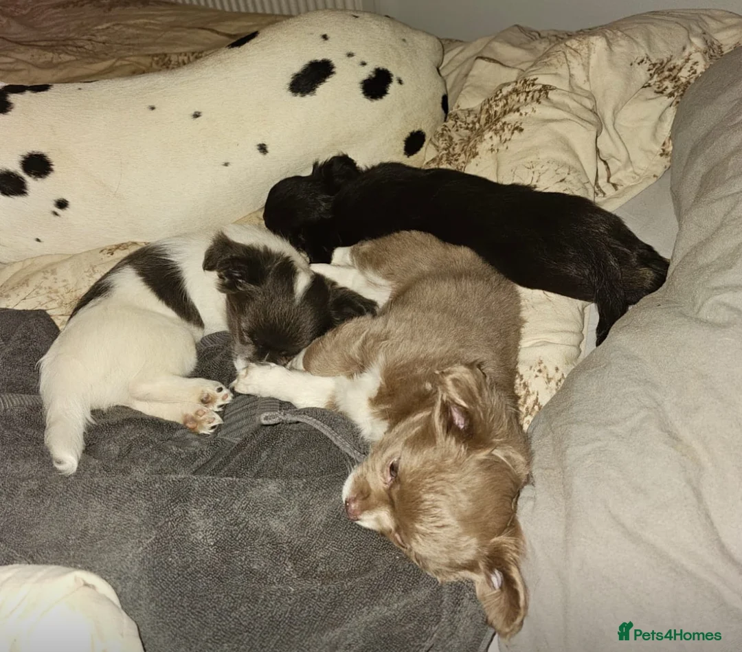 Chihuahua dogs for sale: Beautiful Black and Tan chihuahua boy  - Advert 8