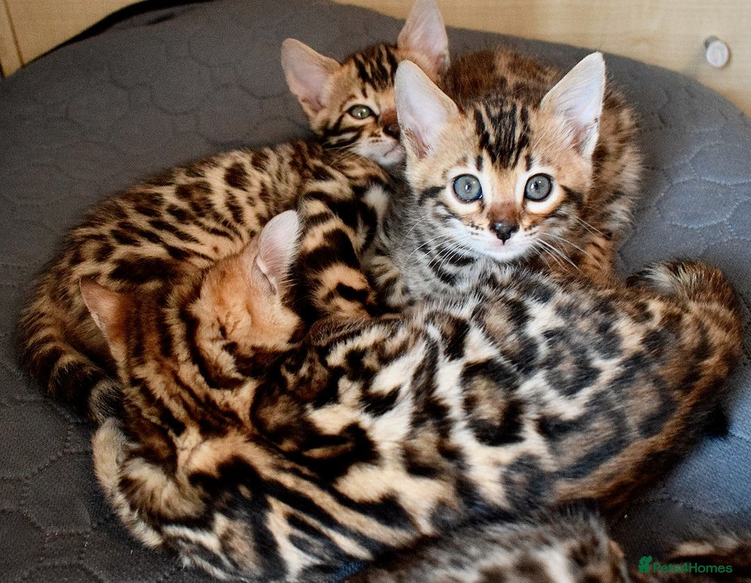 Bengal cats for sale: Beautiful Bengal kittens - Image 3
