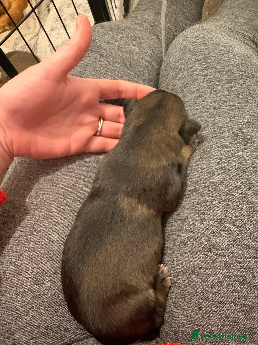 Mixed Breed dogs for sale: German Shepherd X Alaskan Shepherd  - Advert 14