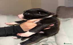 Mixed Breed dogs for sale: Olde English Bulldogge/Staffy bull Collie mix - Image 28