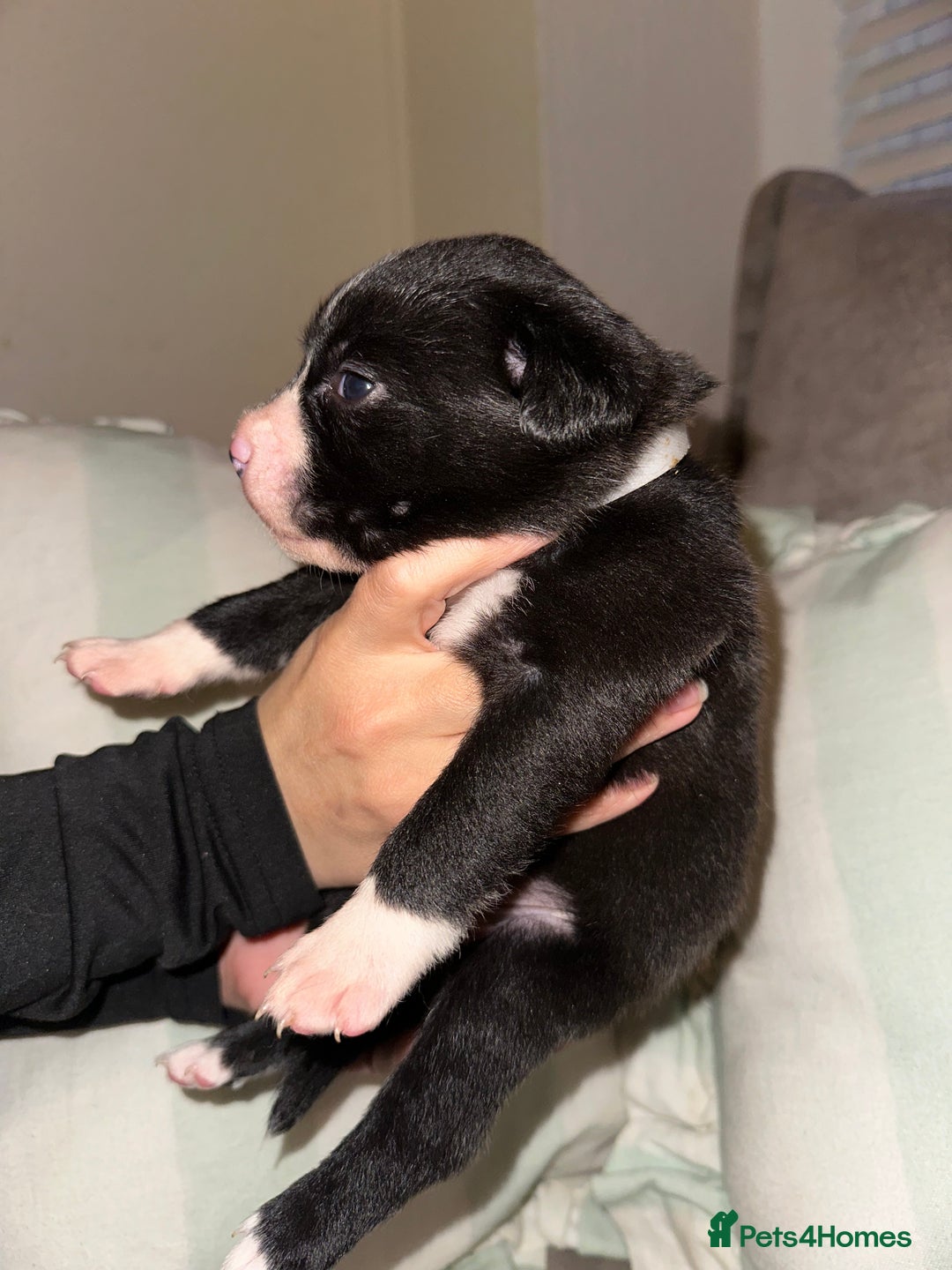 Mixed Breed dogs for sale: Olde English Bulldogge/Staffy bull Collie mix - Image 28