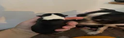 Boston Terrier dogs for sale: 5 Outstanding Wildax & Skin Deep  - Advert 3