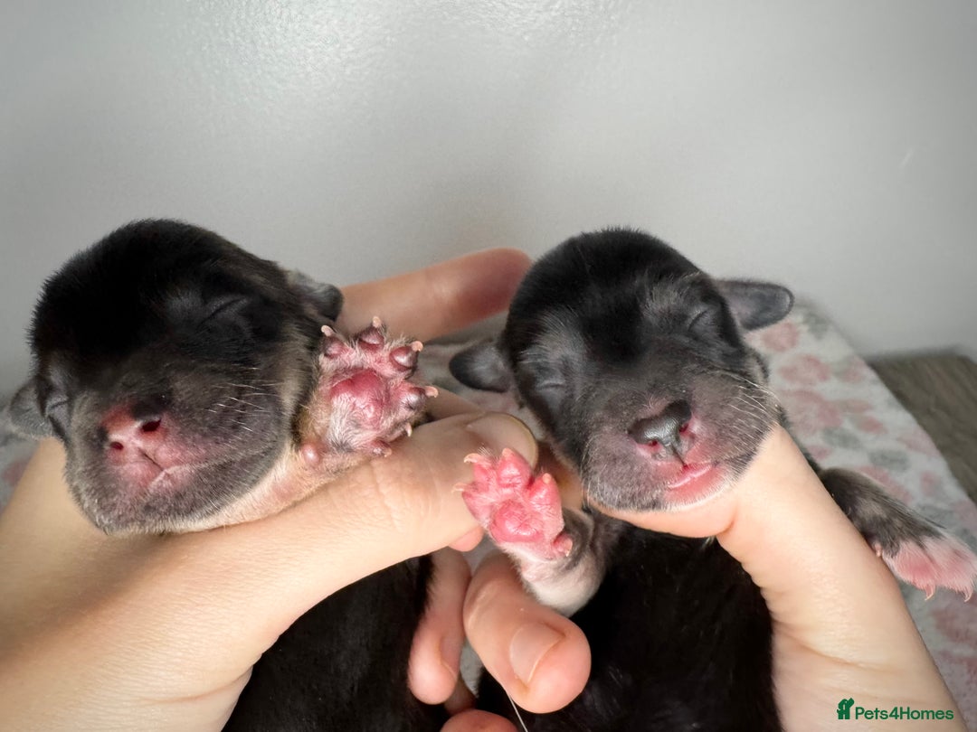 Mixed Breed dogs for sale: Beautiful F1 Dorgi Puppies! - Image 2