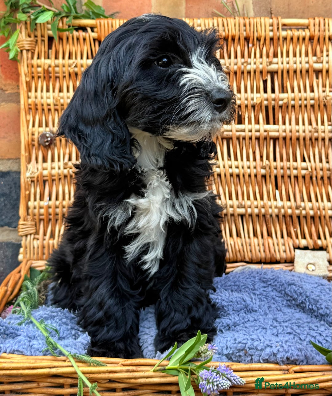 Australian Labradoodle dogs for sale: Australian labradoodle** READY TO GO** - Image 10