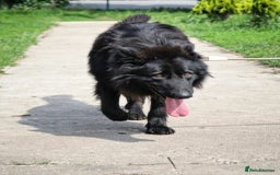 German Shepherd dogs for adoption: 💙🐶 AXEL 🐶💙 - Image 4