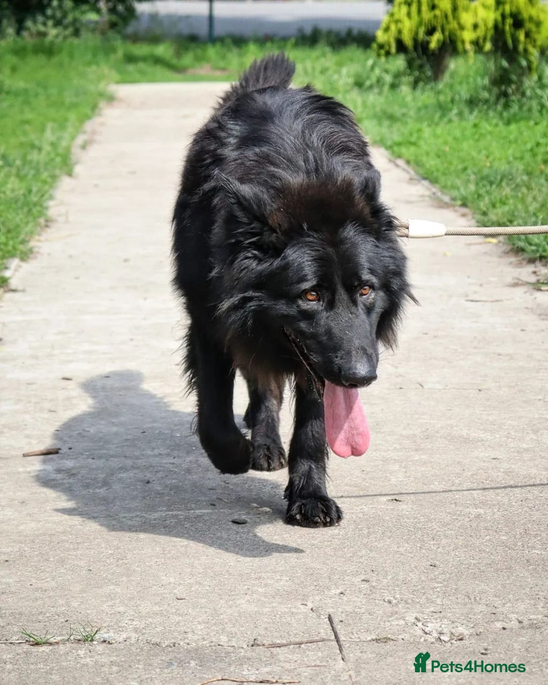 German Shepherd dogs for adoption: 💙🐶 AXEL 🐶💙 - Image 4