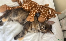 Persian cats for sale: Beautiful Persian x long haired kitten  - Image 21