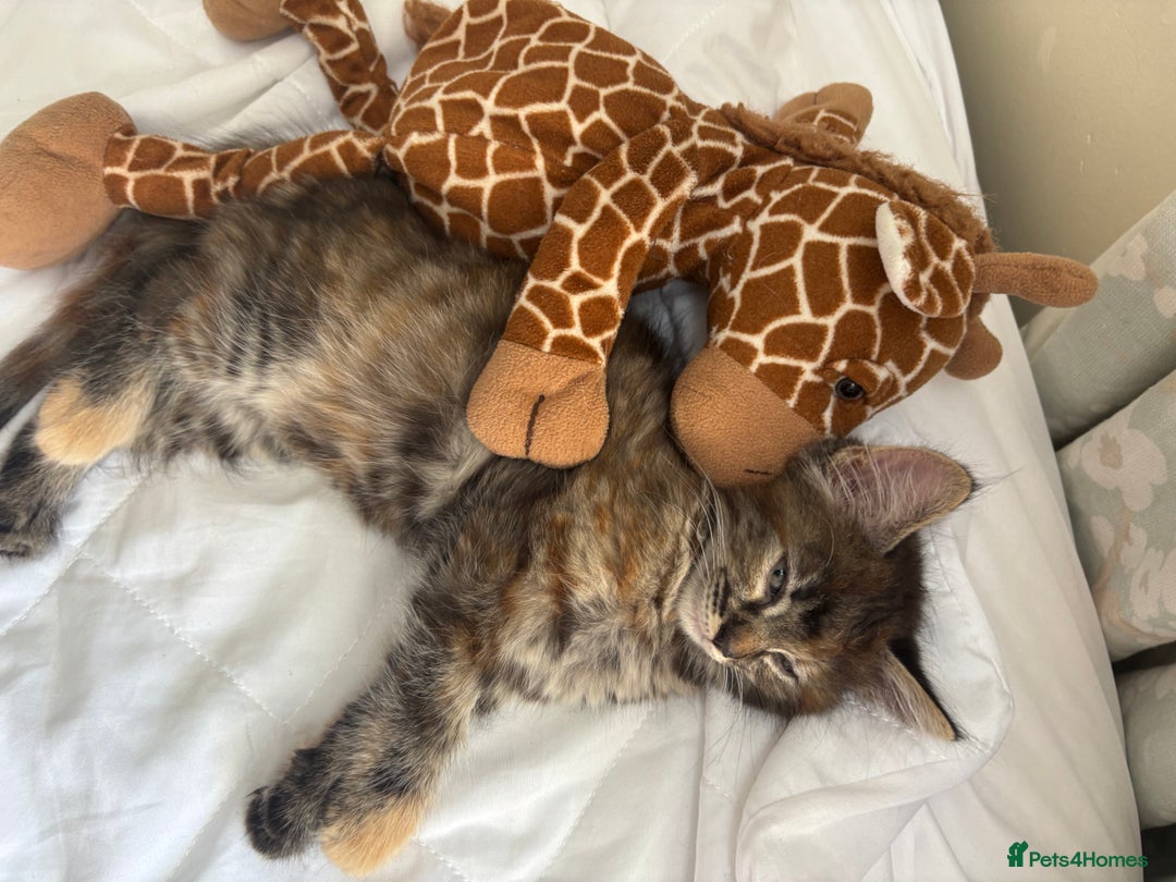 Persian cats for sale: Beautiful Persian x long haired kitten  - Image 21