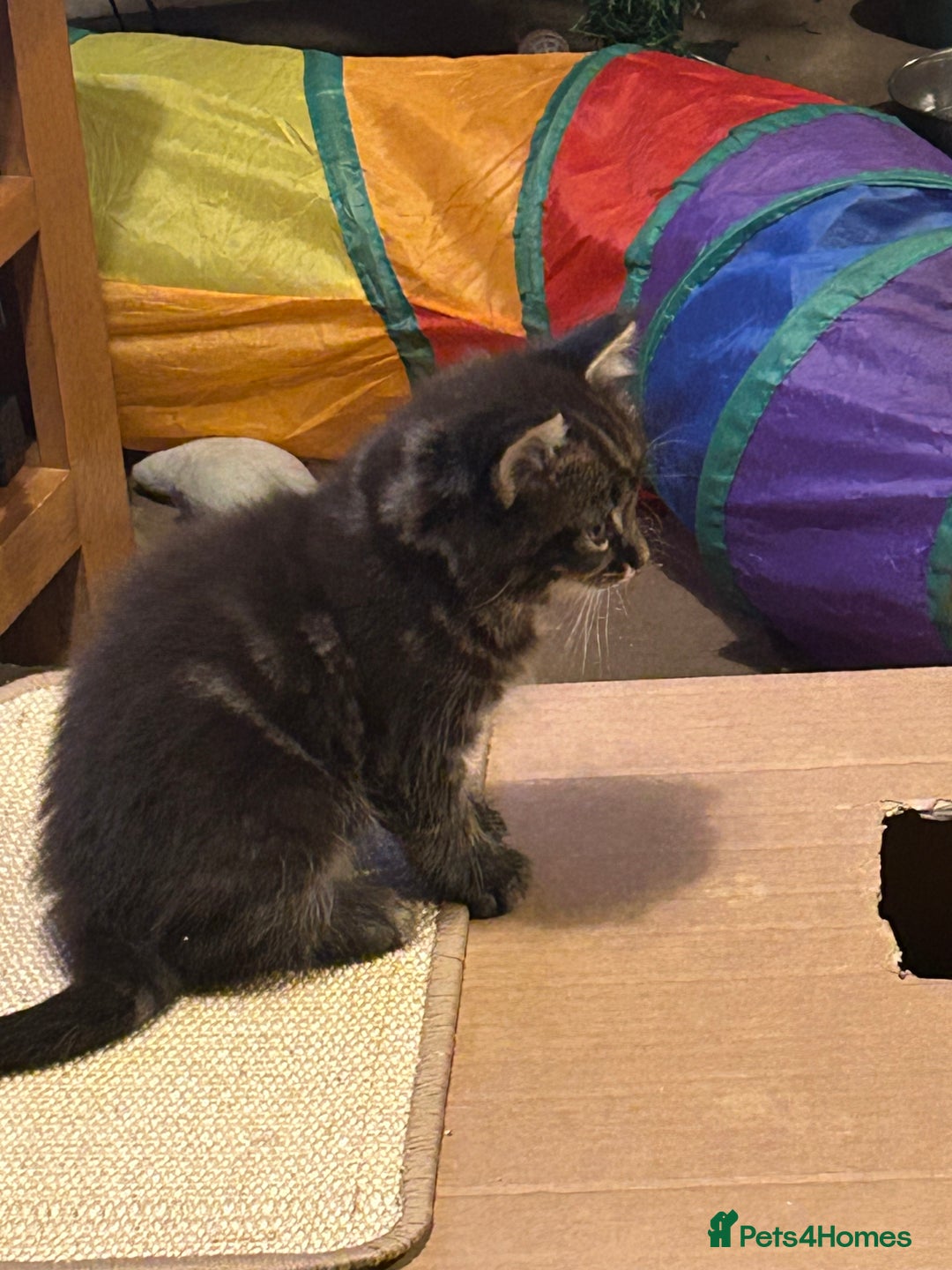 Maine Coon cats for sale: Only 2 kittens left - Maine Coon cross kittens RTL - Advert 9