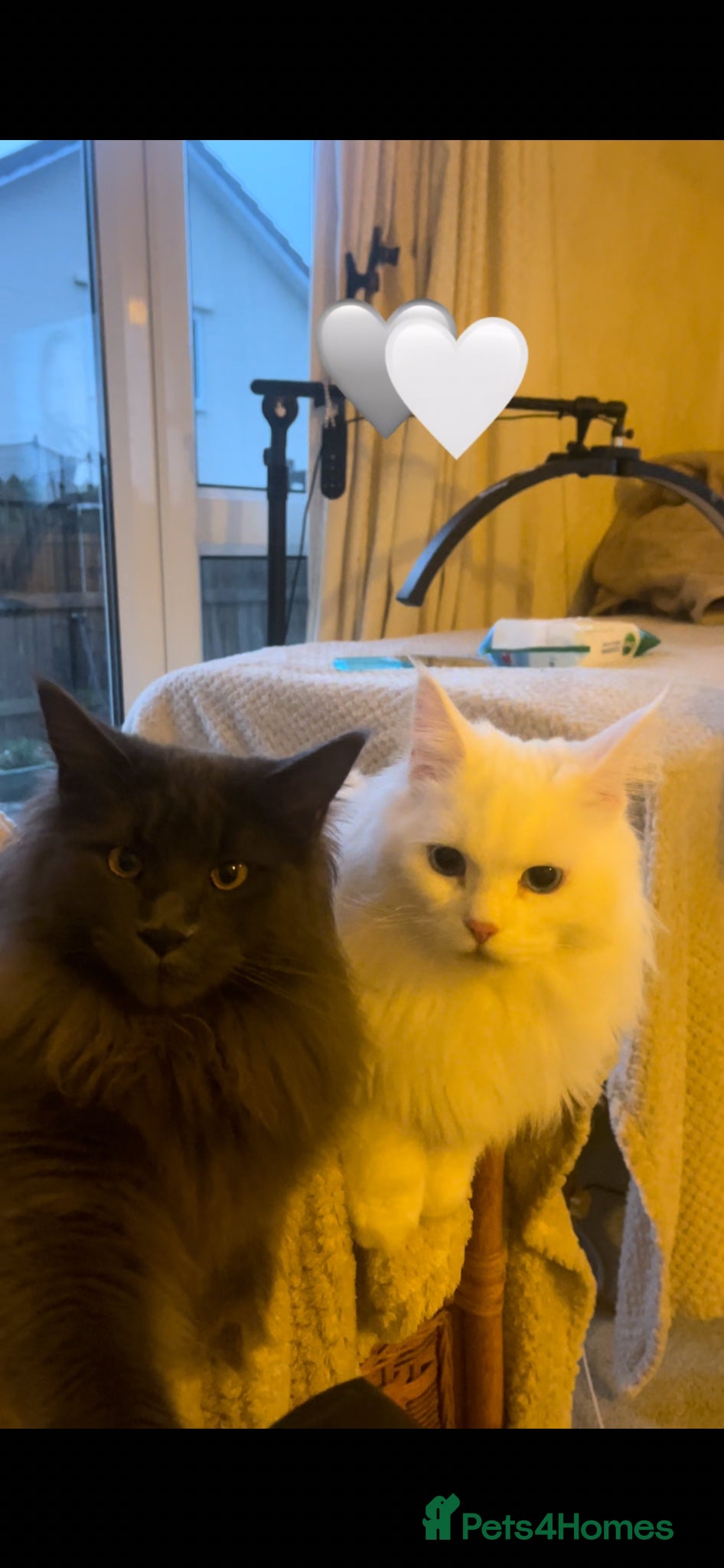 Maine Coon cats for sale: Maine Coon boy - Advert 20