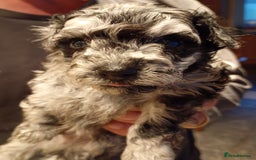Mixed Breed dogs for sale: Beautiful pomapoo X puppies  - Image 6
