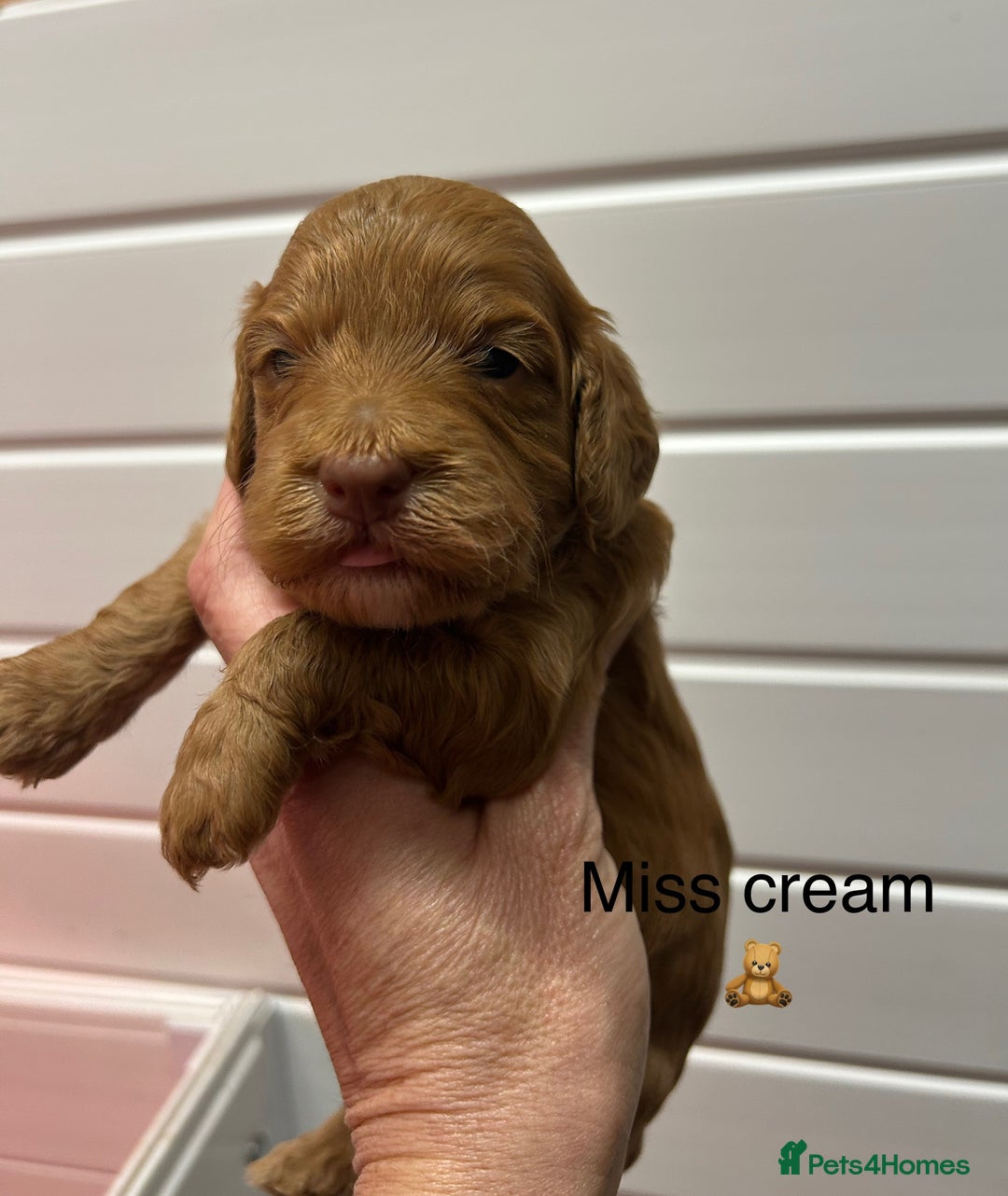 Cockapoo dogs for sale: F1 TOY SHOW TYPE DNA 🧬 CLEAR COCKAPOO BABIES 🧸 - Advert 10