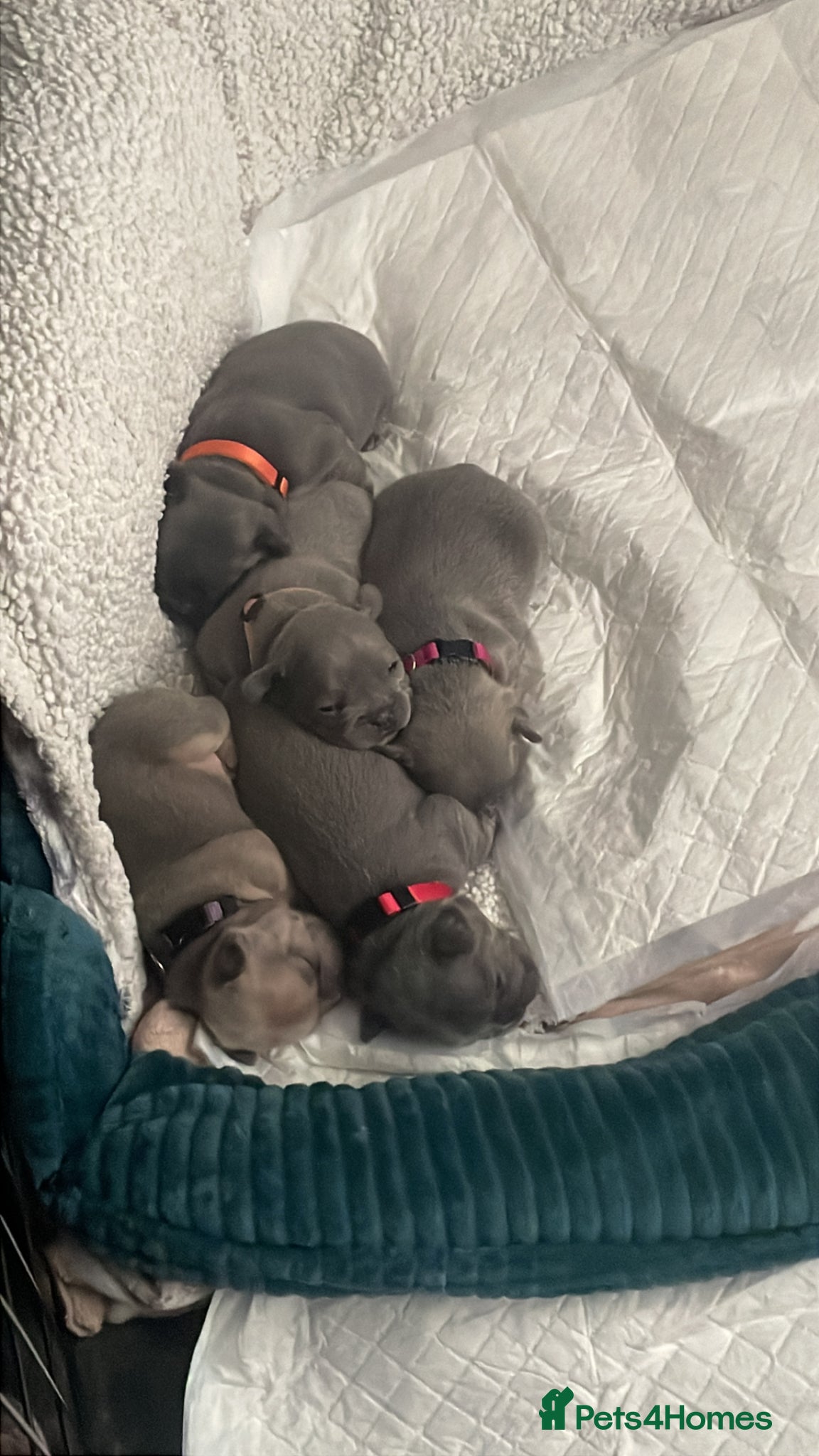 French Bulldog dogs Beautiful french bulldog female puppies  - Advert 1