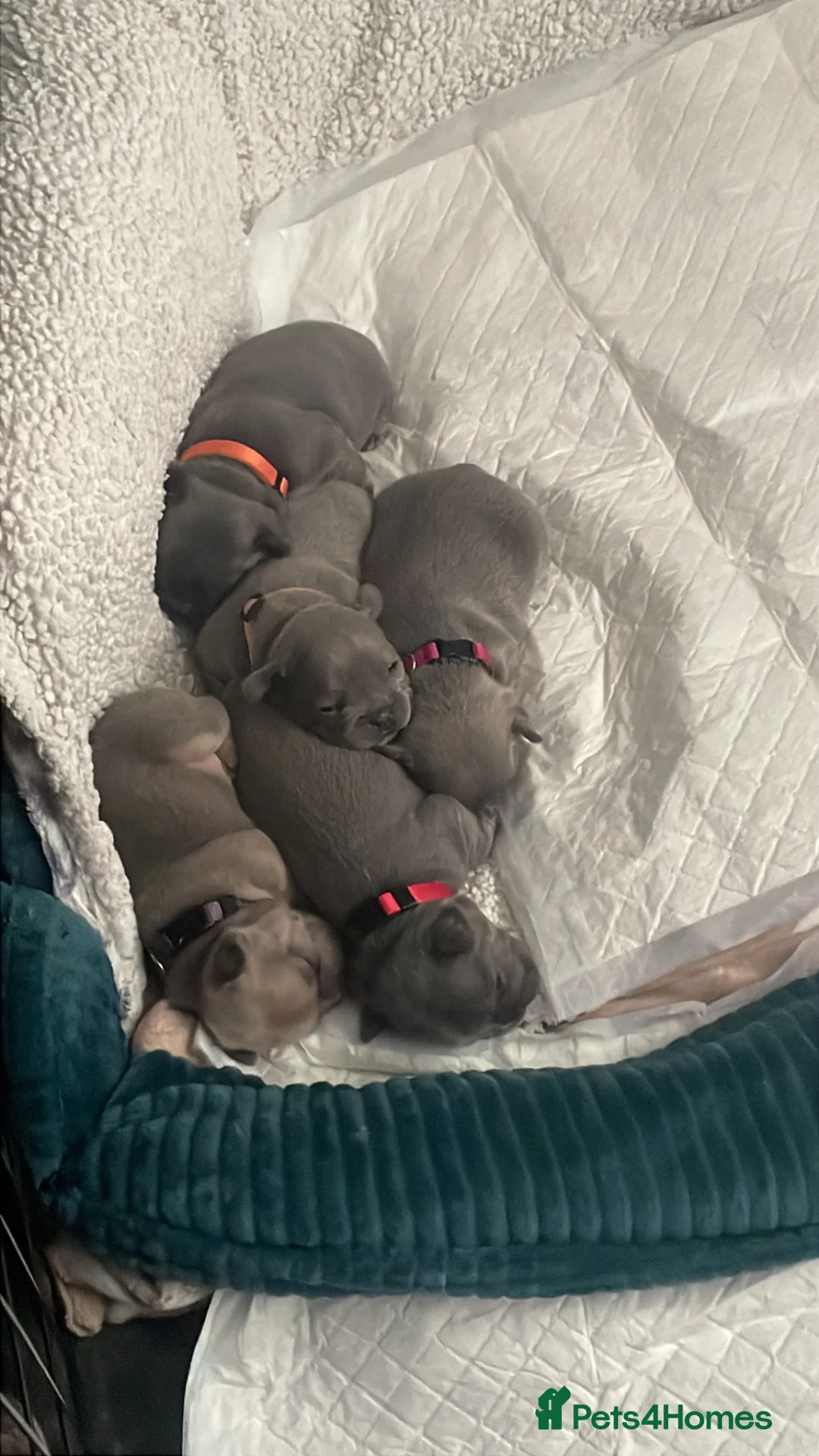 French Bulldog dogs for sale: Beautiful french bulldog female puppies  - Advert 1