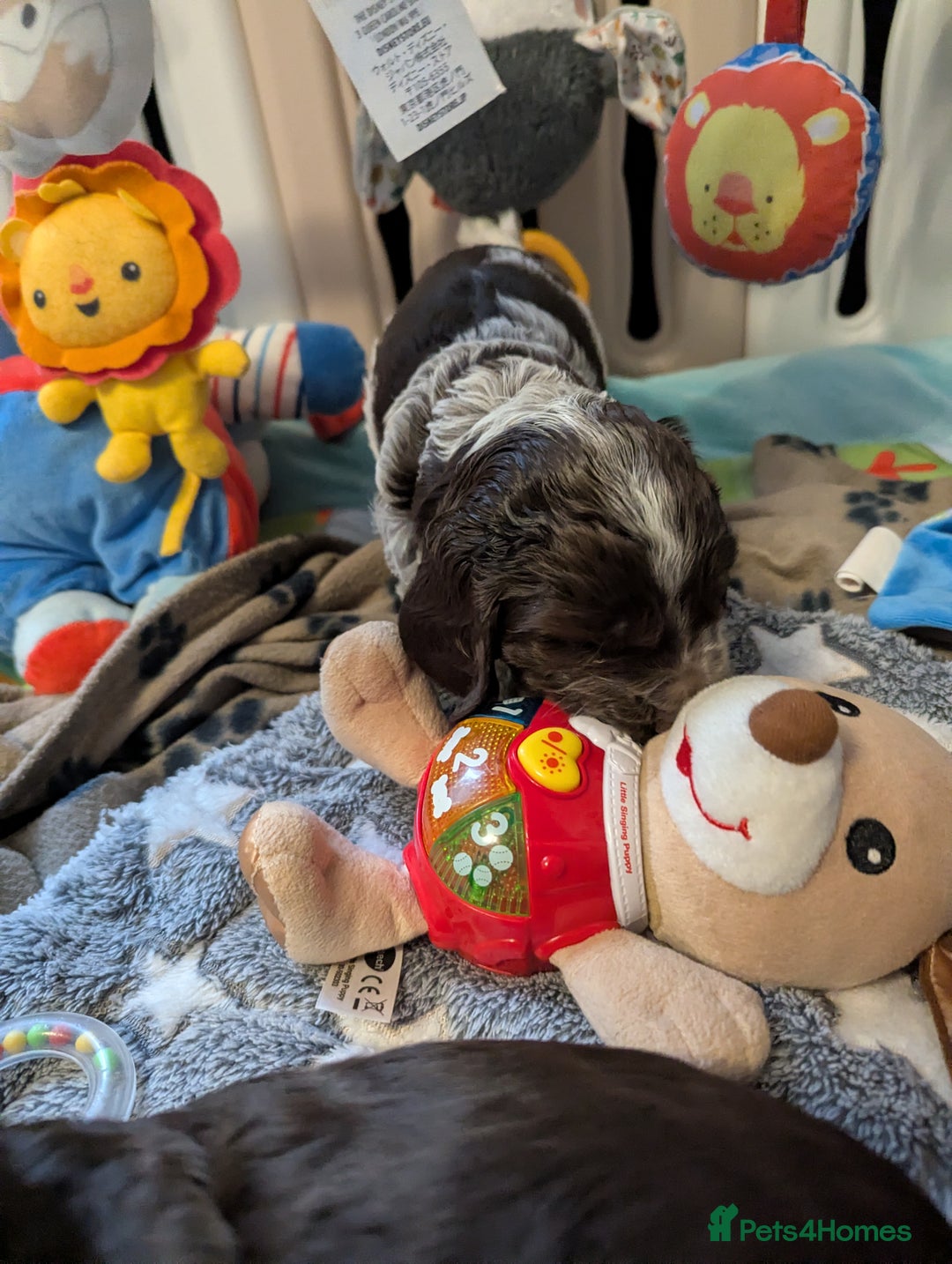 Cocker Spaniel dogs for sale: COCKER SPANIEL PUPPIES 🩵🩷LOOKING NEW HOME 🏡 - Advert 5