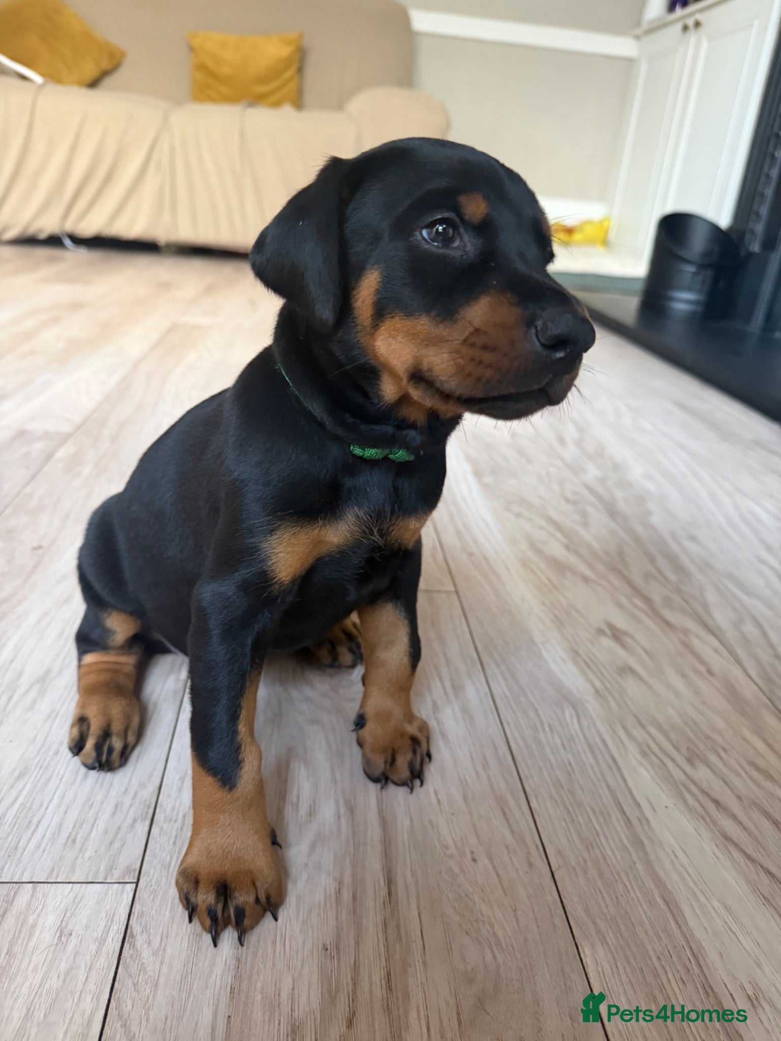Dobermann dogs 3 chunky Dobermans puppies  - Advert 1