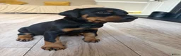 Dobermann dogs for sale: Ready now 1 girl Doberman puppy - Advert 8