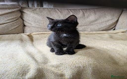 Mixed Breed cats for sale: 3 gorgeous kittens ready for 5* homes - Image 2