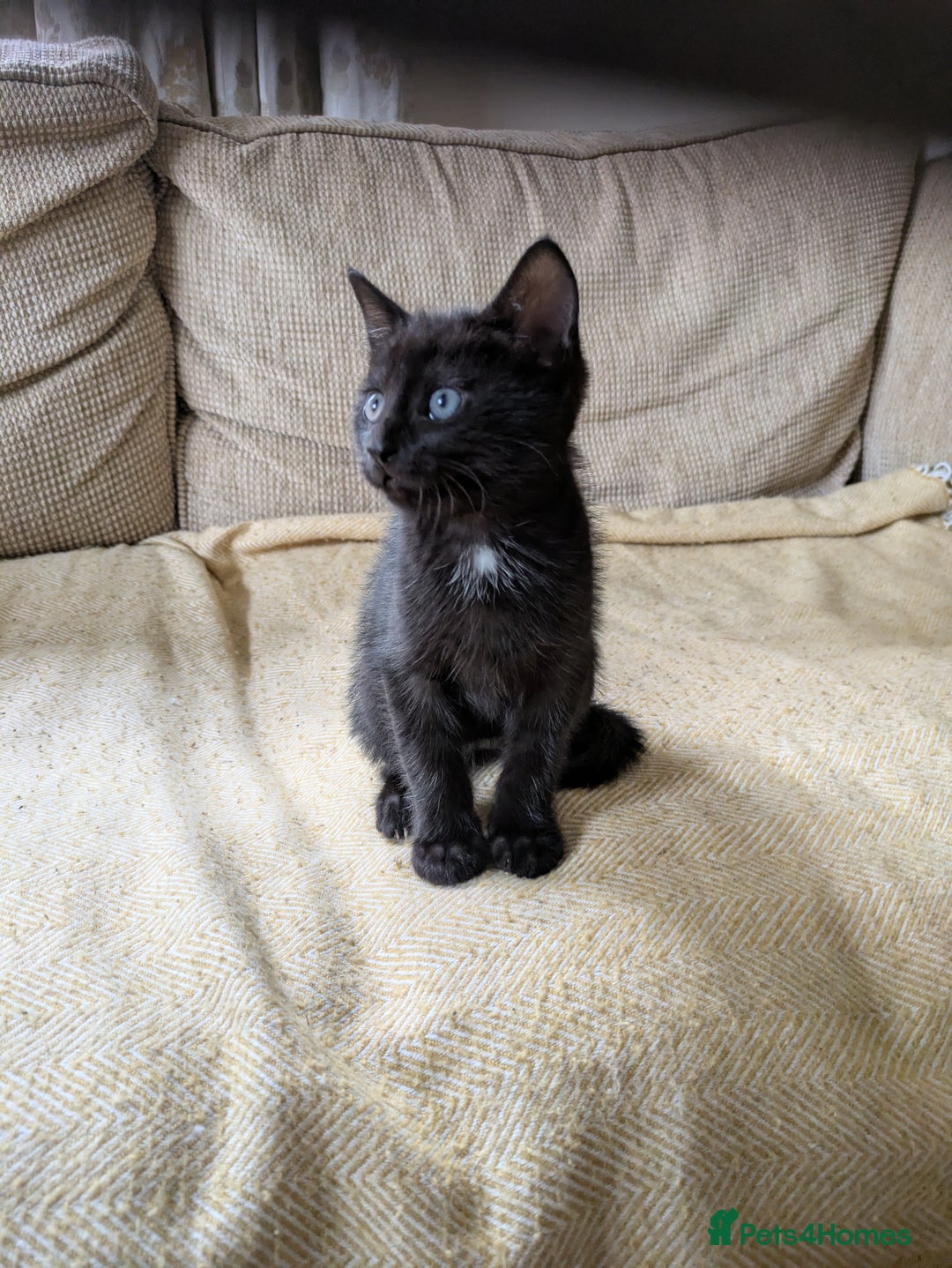 Mixed Breed cats for sale: 3 gorgeous kittens ready for 5* homes - Image 2