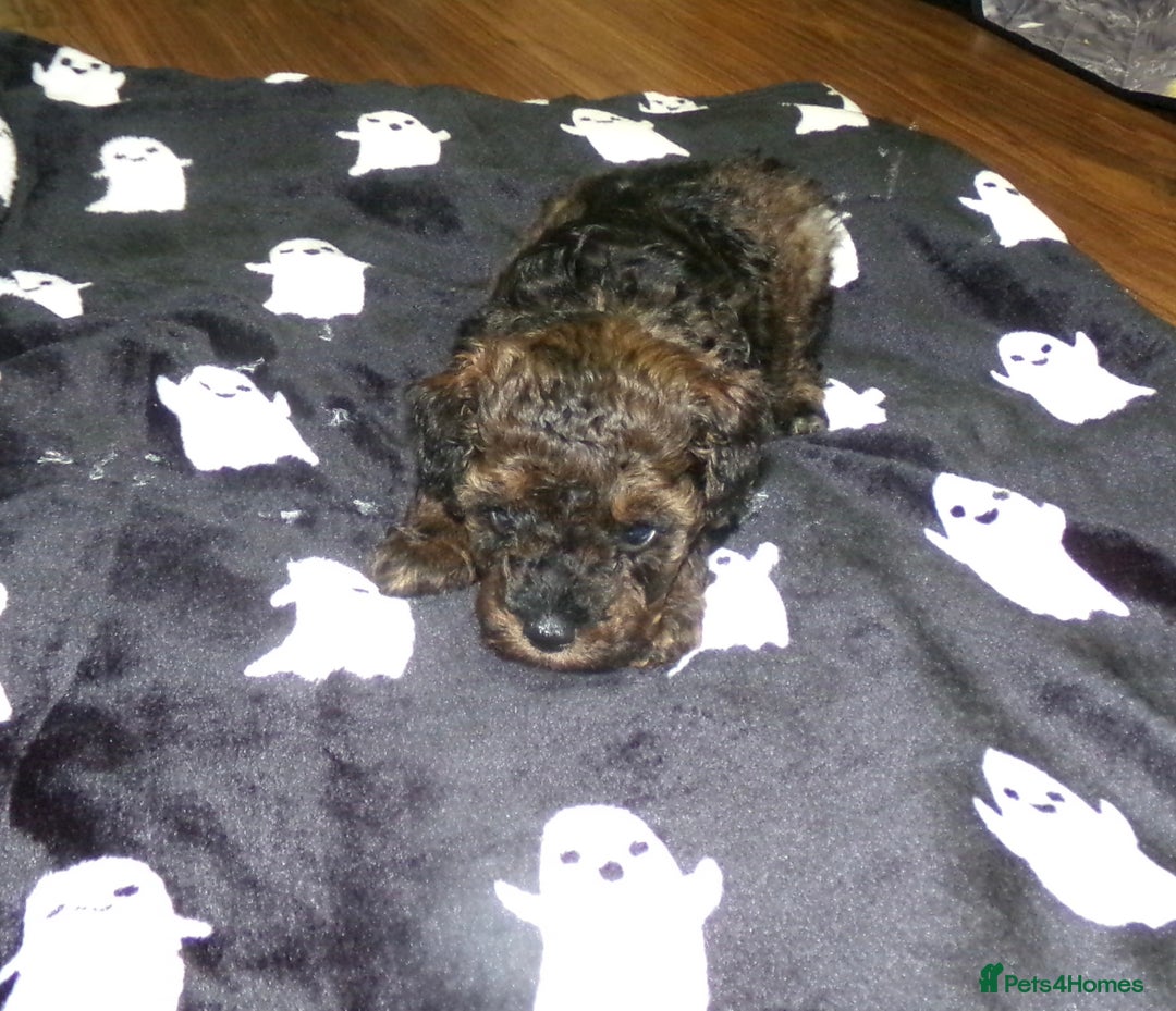 Toy Poodle dogs for sale: KC registered sable toy poodles  - Advert 8