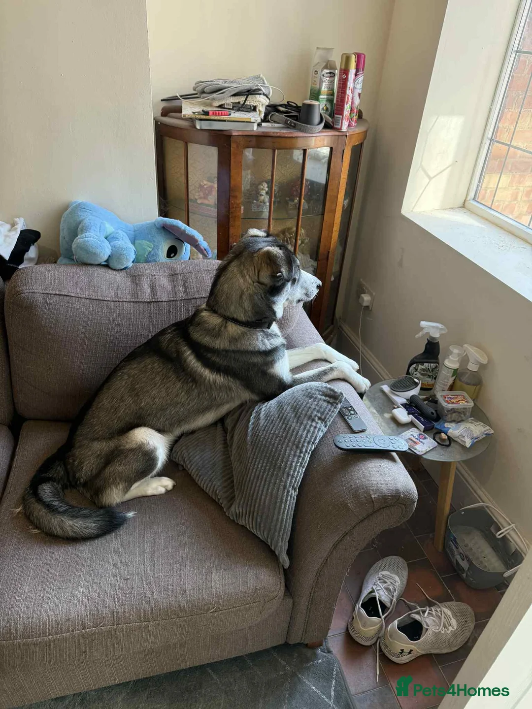 Mixed Breed dogs for sale: !URGENT REHOMEING! Husky cross Labrador  - Advert 2