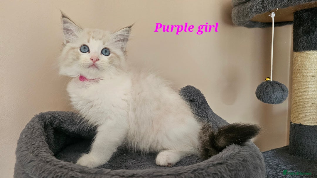 Ragdoll cats for sale: 2 Boys left Gccf £950 Ragdolls  - Image 6