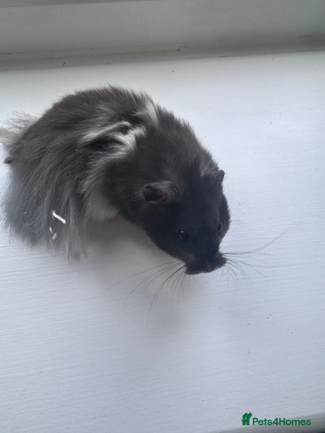 Hamster rodents for sale: Various hamsters available  - Advert 6