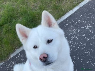 Japanese Akita Inu dogs - Advert 28