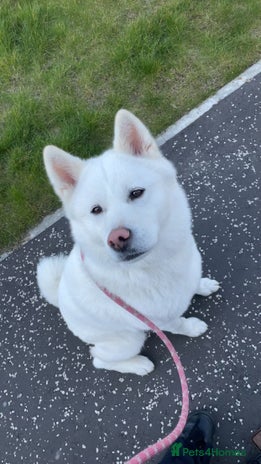 Japanese Akita Inu dogs - Advert 1