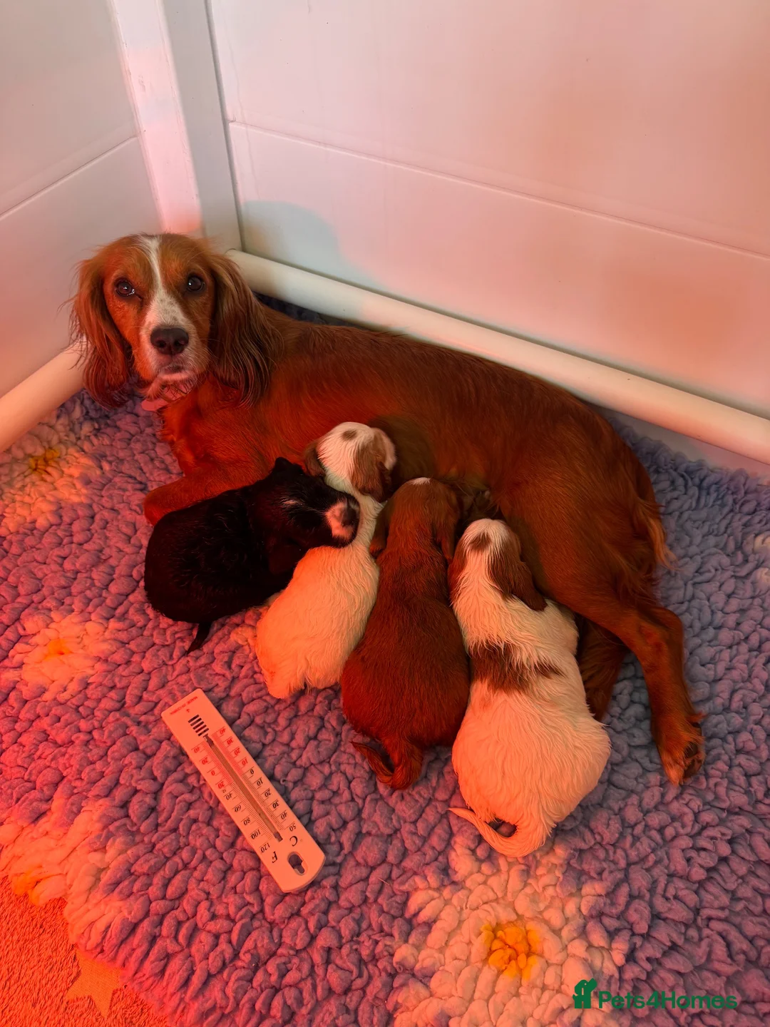 Cocker Spaniel dogs for sale: 1 black boy left  - Advert 2