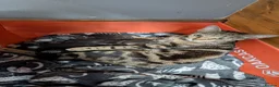 Mixed Breed cats for sale: Gorgeous kittens for sale  - Advert 1