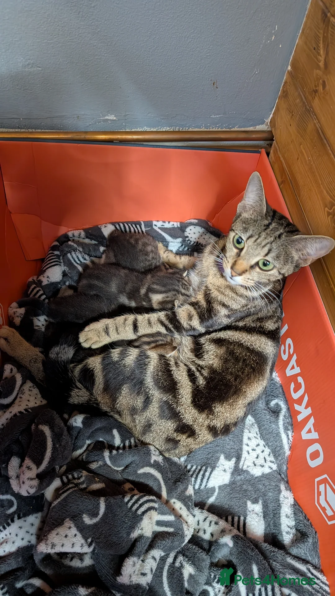 Mixed Breed cats for sale: Gorgeous kittens for sale  - Advert 1
